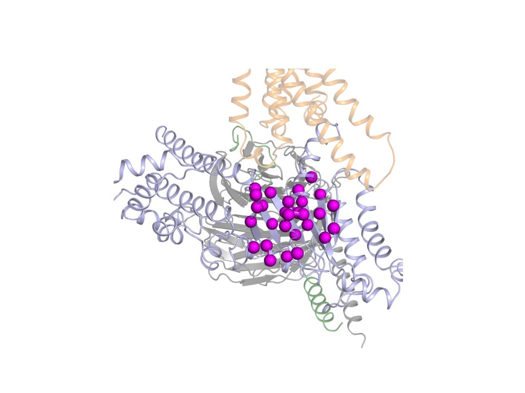 Représentation simplifiée de la structure de la protéine G étudiée (en gris) et du récepteur qui lui est couplé. Les sphères représentent les acides aminés qui sont décisifs pour l'activation de la protéine G. (Source: Dawei Sun)