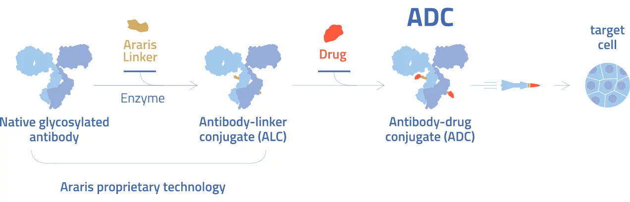ADCs consist of highly potent cytotoxic agents conjugated to antibodies through a specific linker