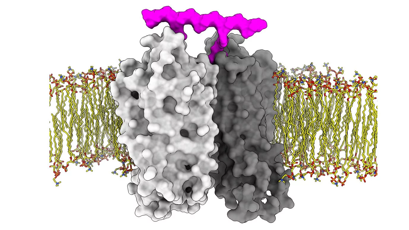 GPCR ligand induced dimerization