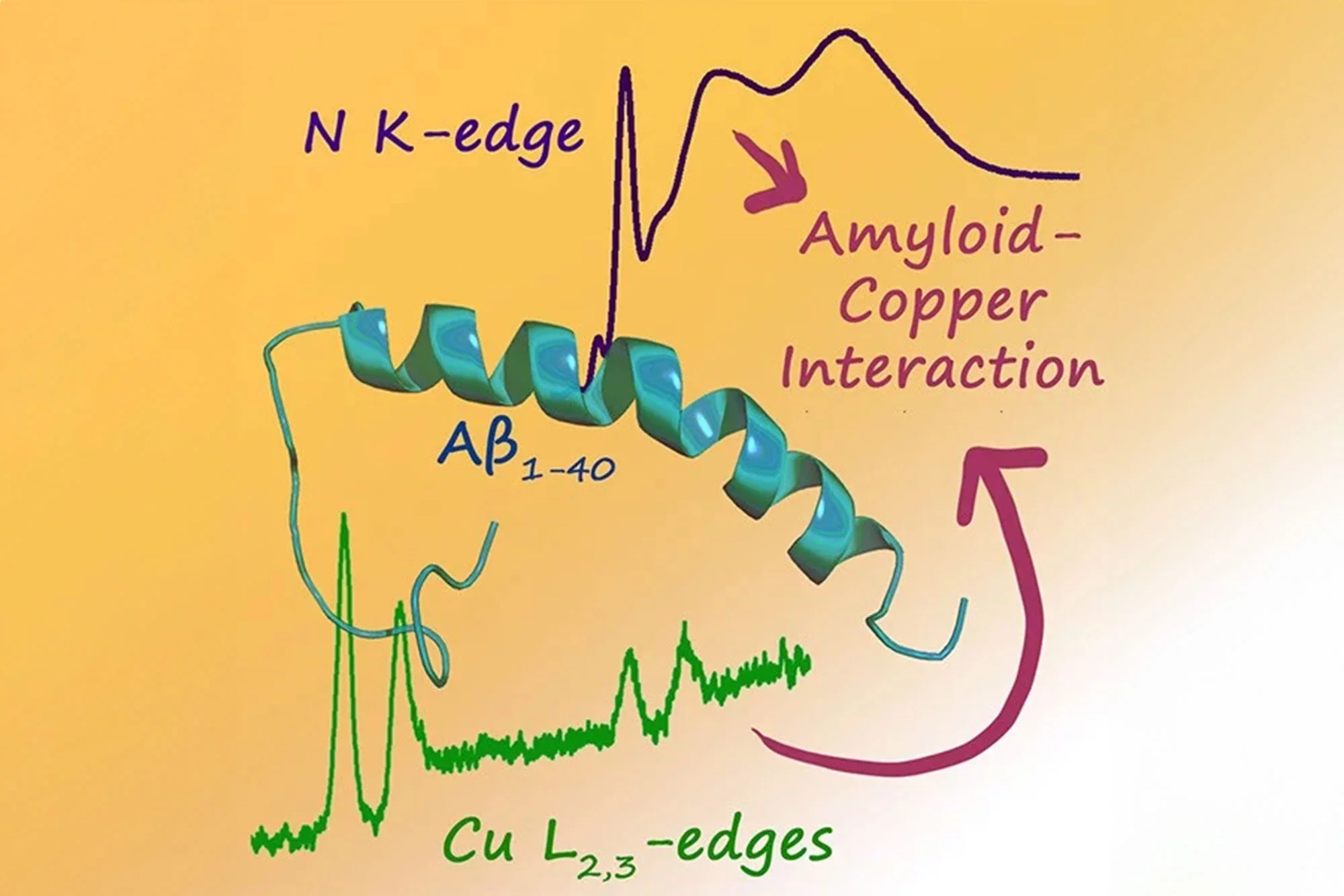 amyloid-beta-copper