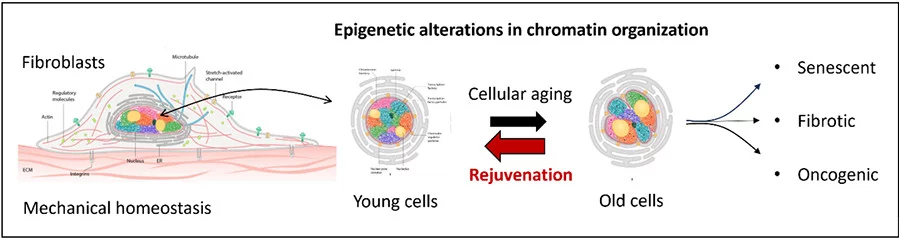 Mechanogenomics of Cellular Ageing and Rejuvanation