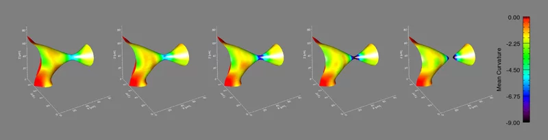 An example of a liquid rod breaking up in a binary Aluminum alloy.  The interface is colored by mean curvature, with cooler colors (blue and black) indicating higher curvature and thus something the system wants to get rid of.  It does this by pinching off at the smallest diameter (the black-colored interface), and the resulting cone-like shapes will retract back into yellow-colored regions of the interface. (Images courtesy of A.E. Johnson and P.W. Voorhees, Northwestern University)