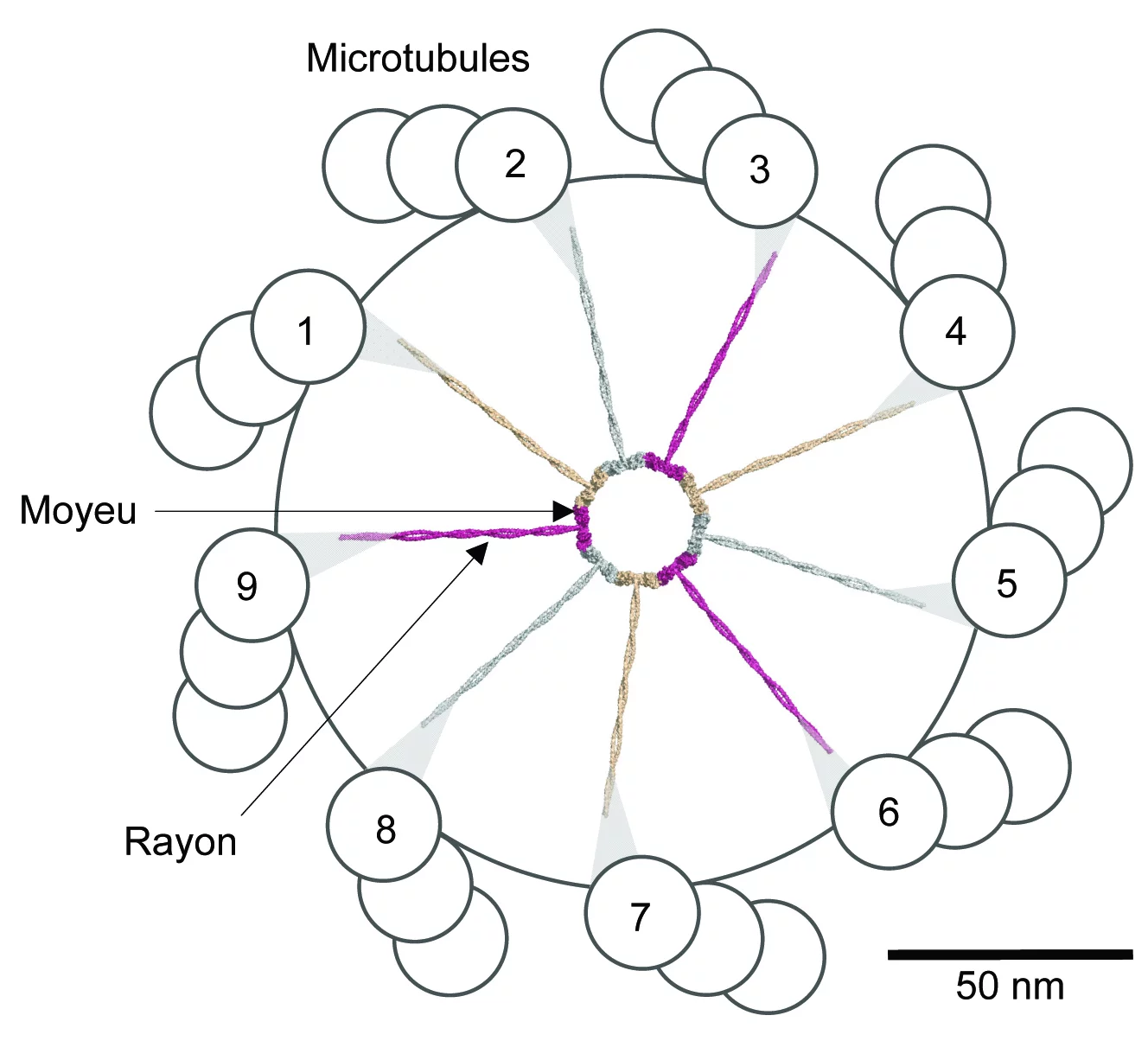 Coupe transversale schématisée à travers un centriole. La roue de voiture (en couleur) est composée d’un moyeu (Central hub) et de neuf rayons (Spokes). (Source: PSI/M. Steinmetz)