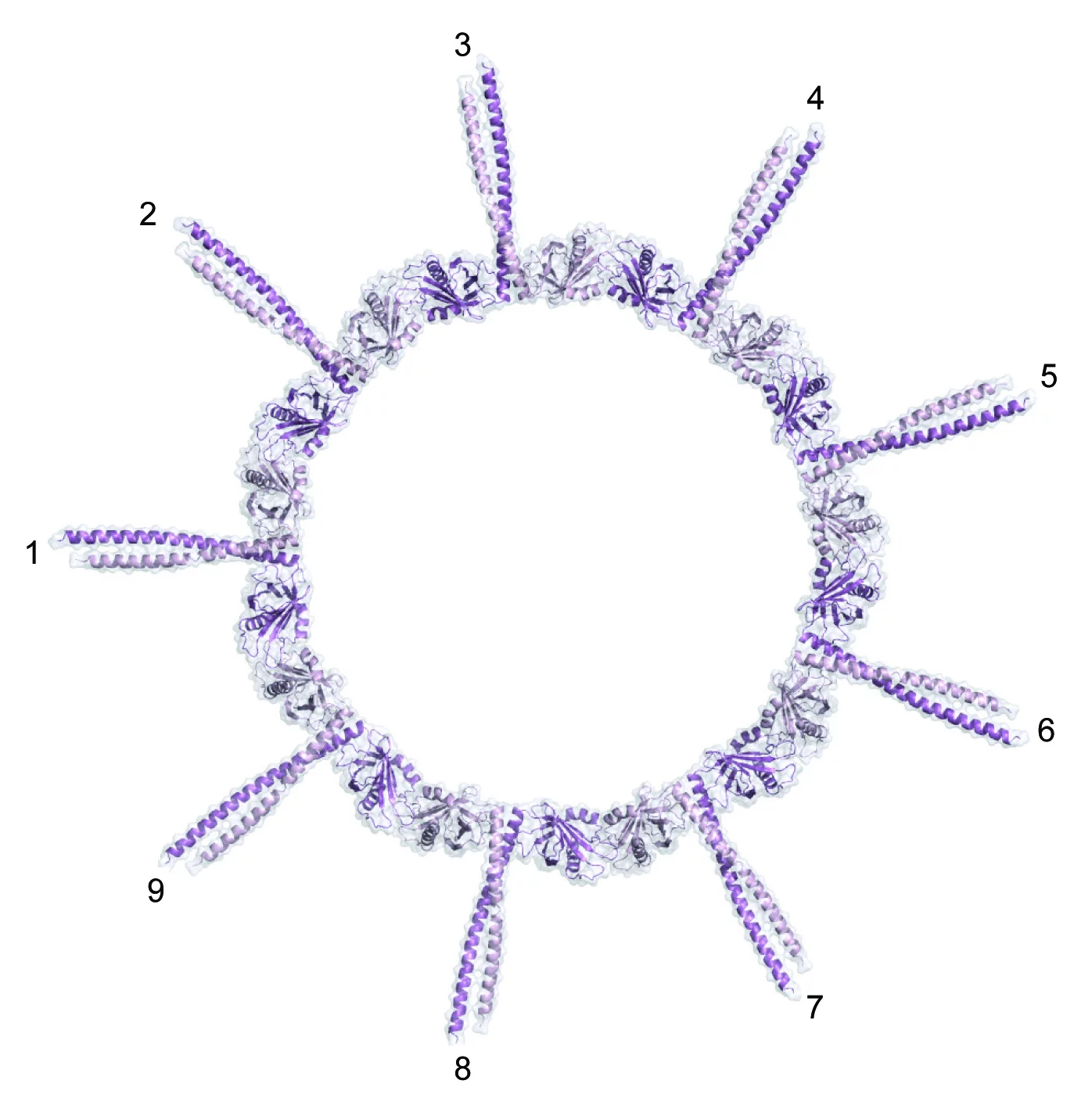 Aufsicht auf das Protein-Strukturmodell des Wagenrads mit der universellen Neuner-Symmetrie. (Abbildung: PSI/M. Steinmetz)