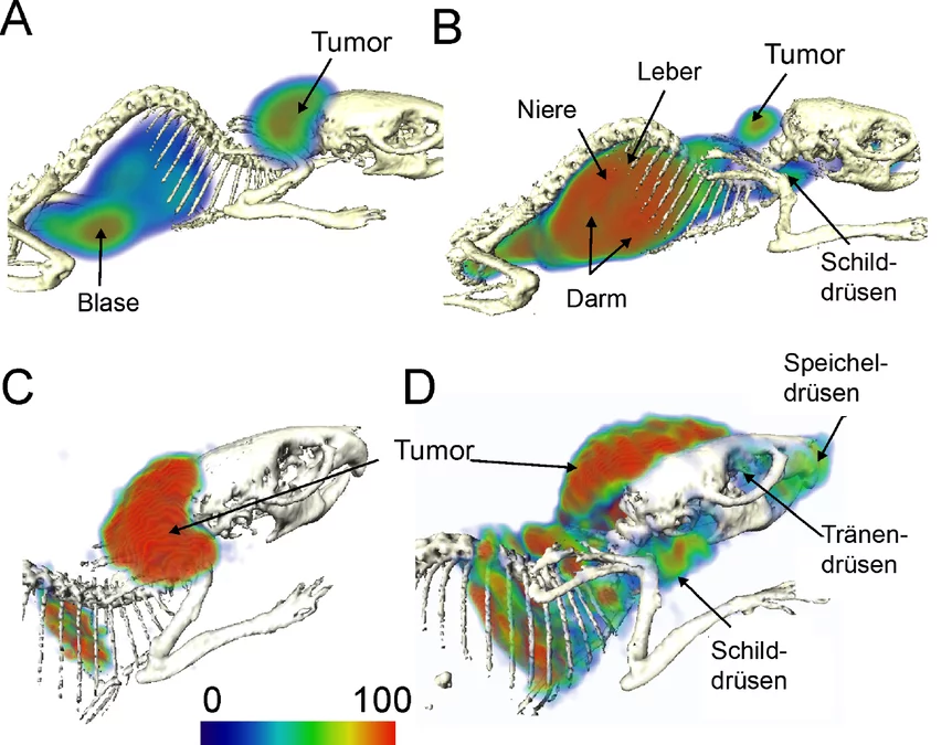 Kombinierte Single-Photon-Emissions­computer­tomo­graphie/CT Aufnahme von Mäusen mit Tumoren.