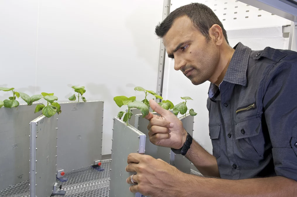 Ahmad Moradi vor der Klimakammer in der Experimentierhalle an der PSI-Neutronenquelle SINQ. Hier werden die Pflanzen unter natürlichen Bedingungen für die Untersuchungen gezüchtet.