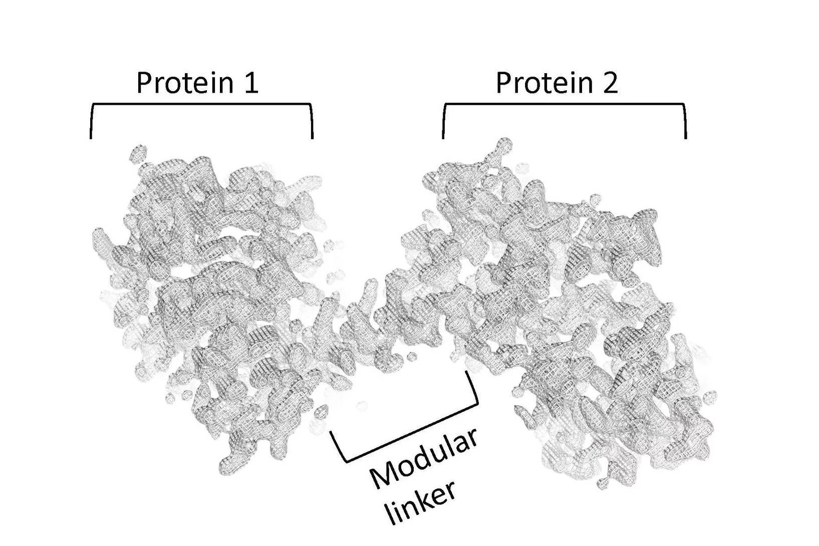 Verknüpfung zweier Proteine über eine frei stehende, "starre" Verbindung.