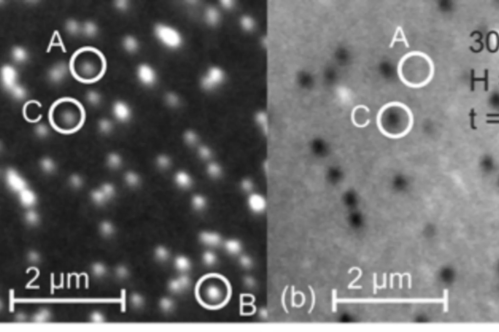 Elemental and magnetic contrast images in the initial state before the magnetic field is applied