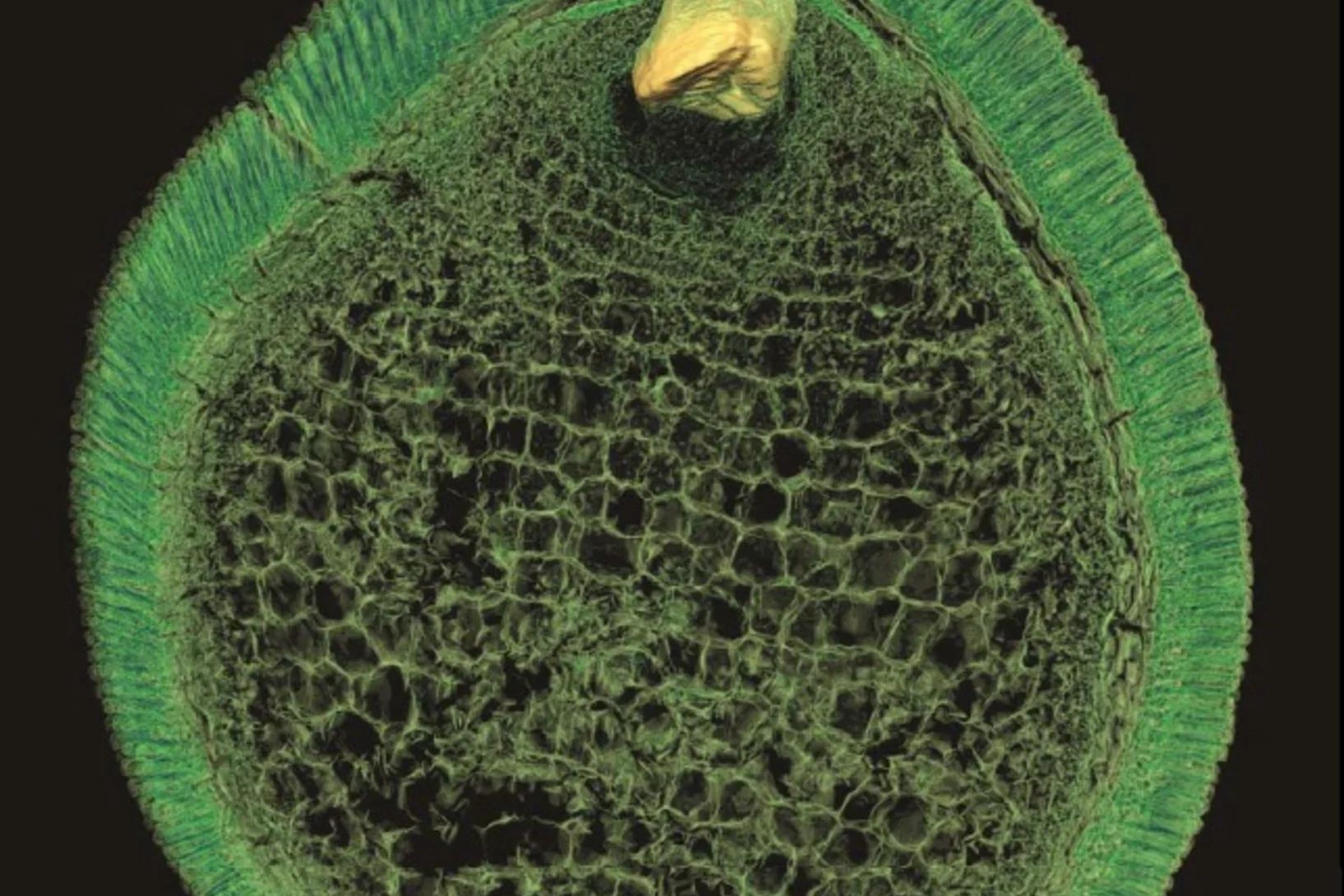 Virtual section through the middle of a seed from the Early Cretaceous exposing embryo and nutrient storage tissue. The tiny embryo shown in 3D has two rudimentary cotyledon primordia documenting the dicotyledonous nature of this extinct angiosperm. The fossil is reconstructed from synchrotron radiation X-ray tomographic microscopy measurements performed at the Tomcat beamline at the Swiss Light Source. Image: Else Marie Friis
