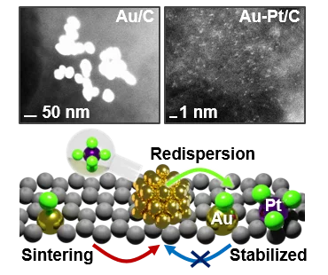 Platinum chloride in aqueous solution promotes the dispersion of large gold nanoparticles (>70 nm) on carbon 